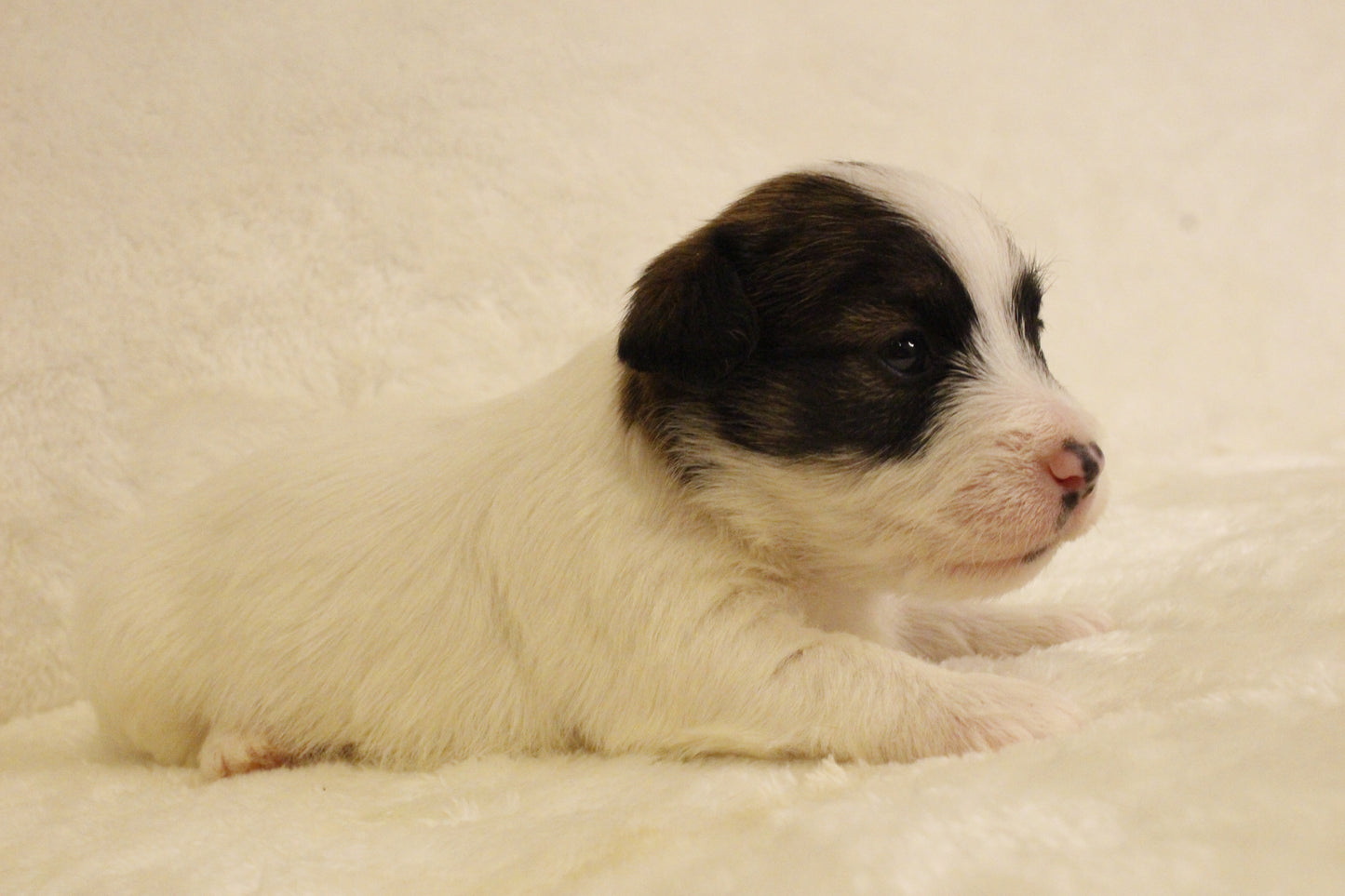 ブランベビー⑤ 女の子