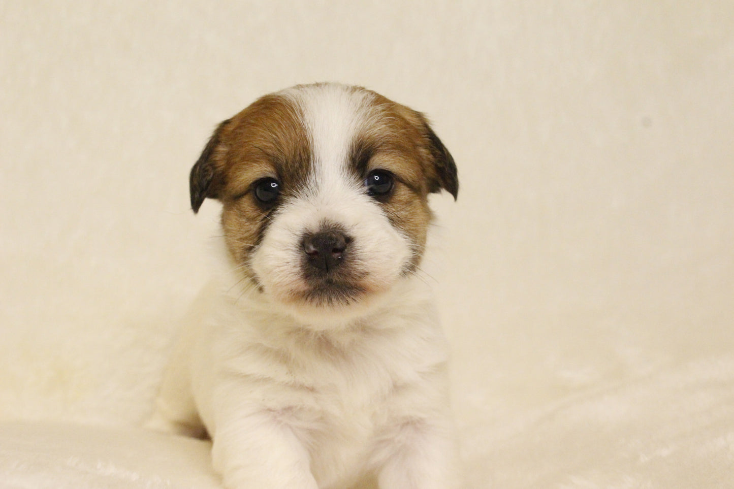 キキベビー④ 女の子