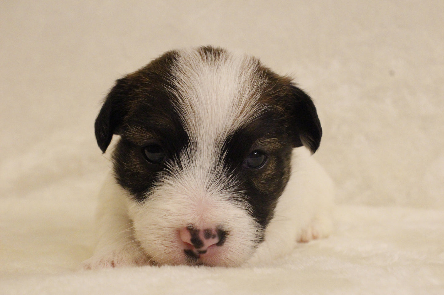 ブランベビー⑤ 女の子