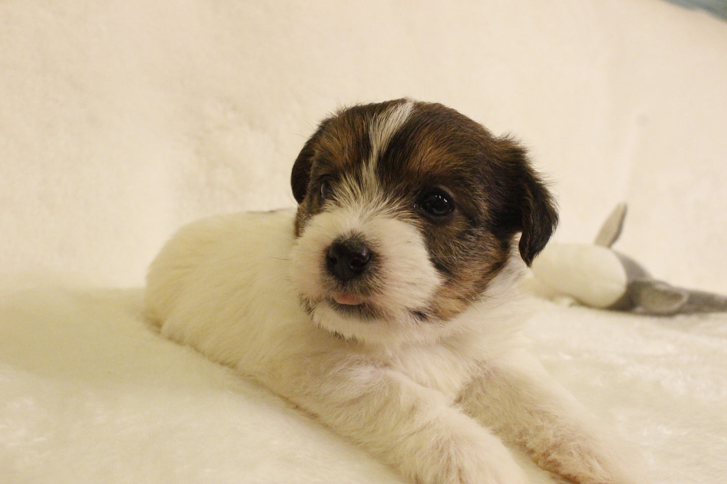 ミルベビー③ 女の子