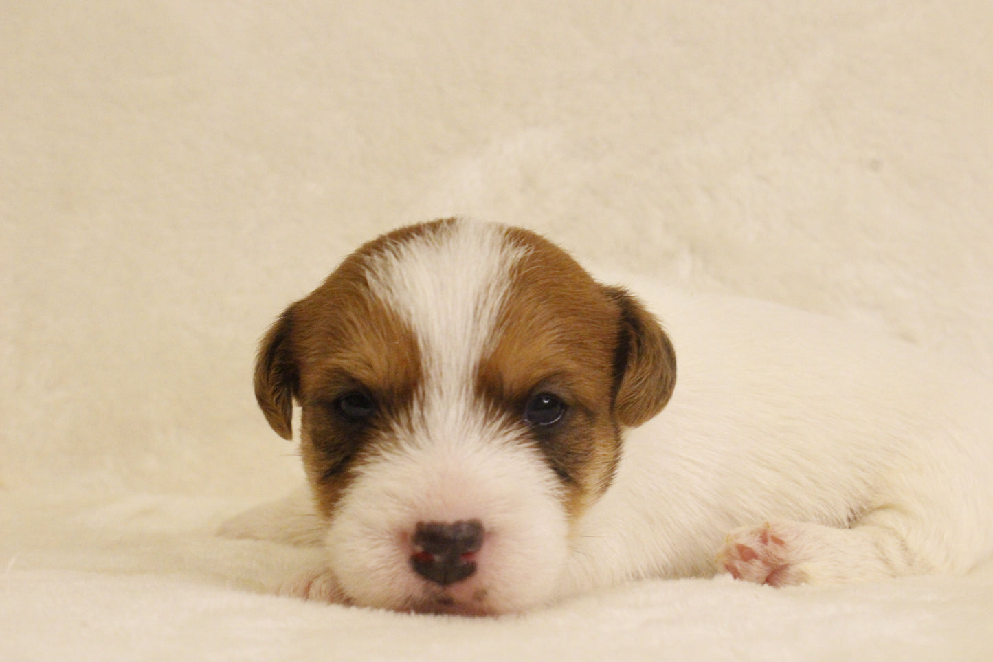 ブランベビー① 男の子