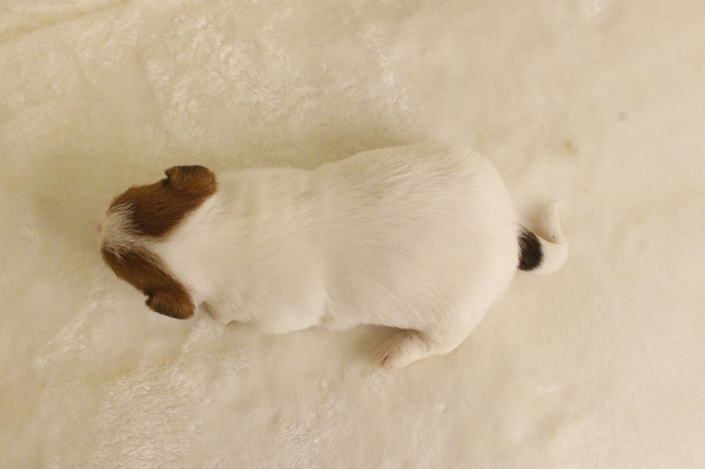 ブランベビー① 男の子