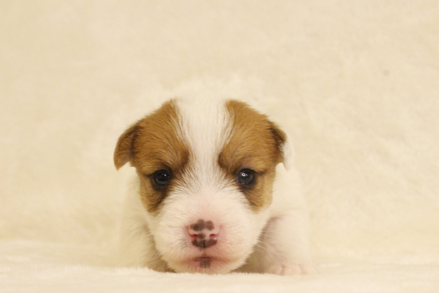 ブランベビー③ 女の子