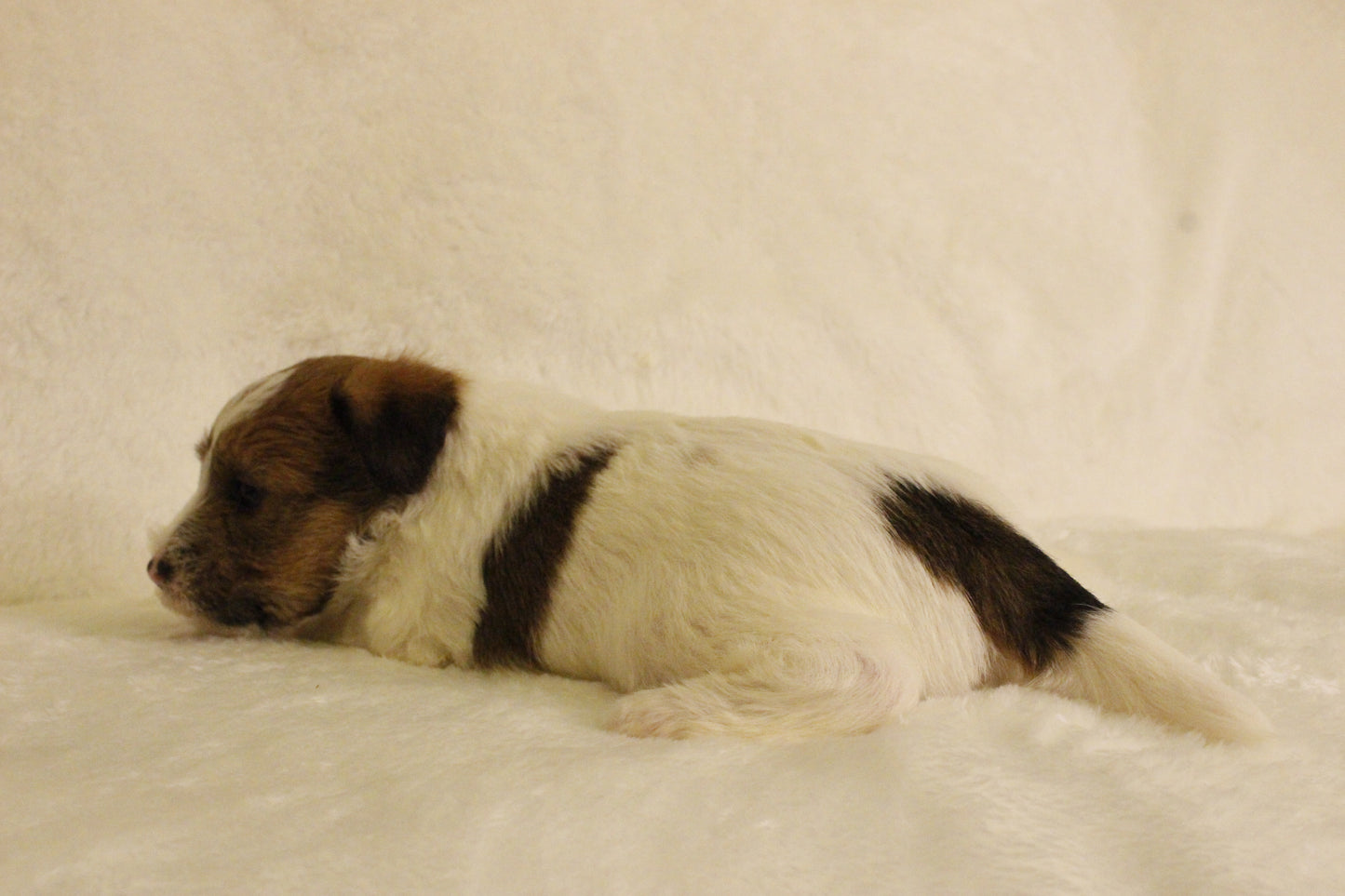 ミルベビー⑤ 女の子