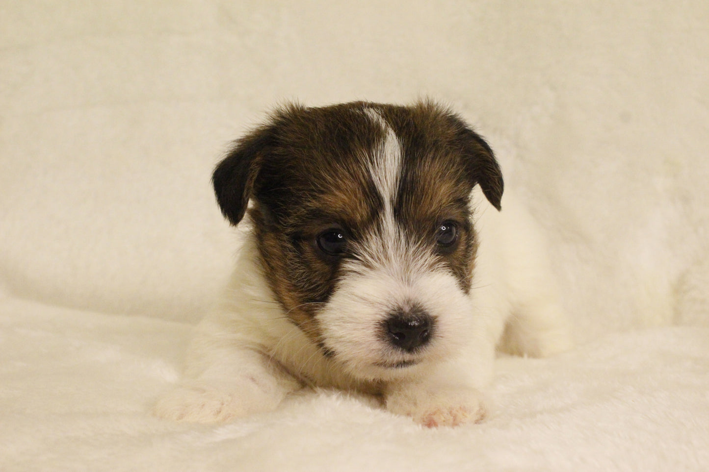 ミルベビー③ 女の子