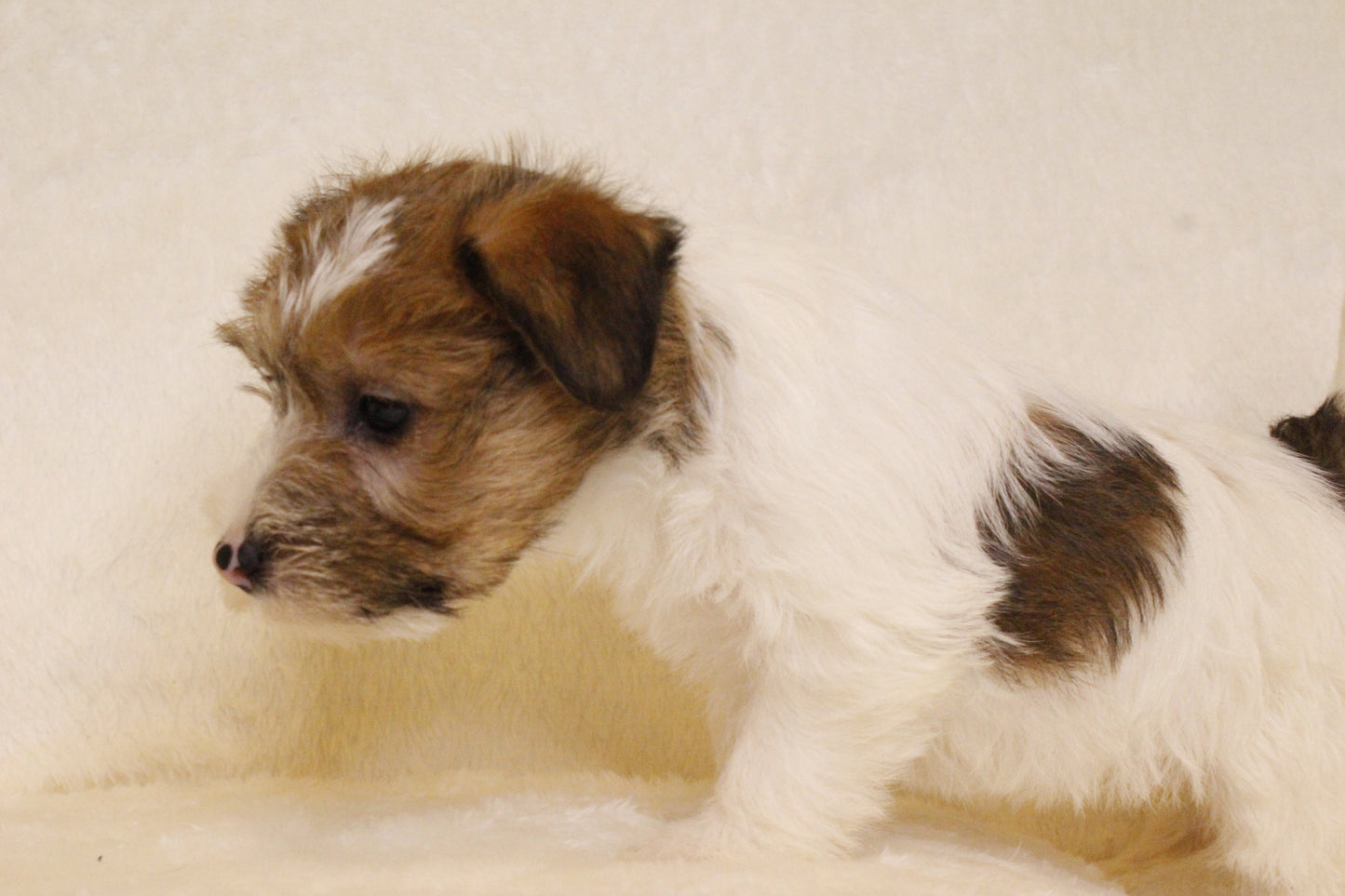 ミルベビー⑤ 女の子