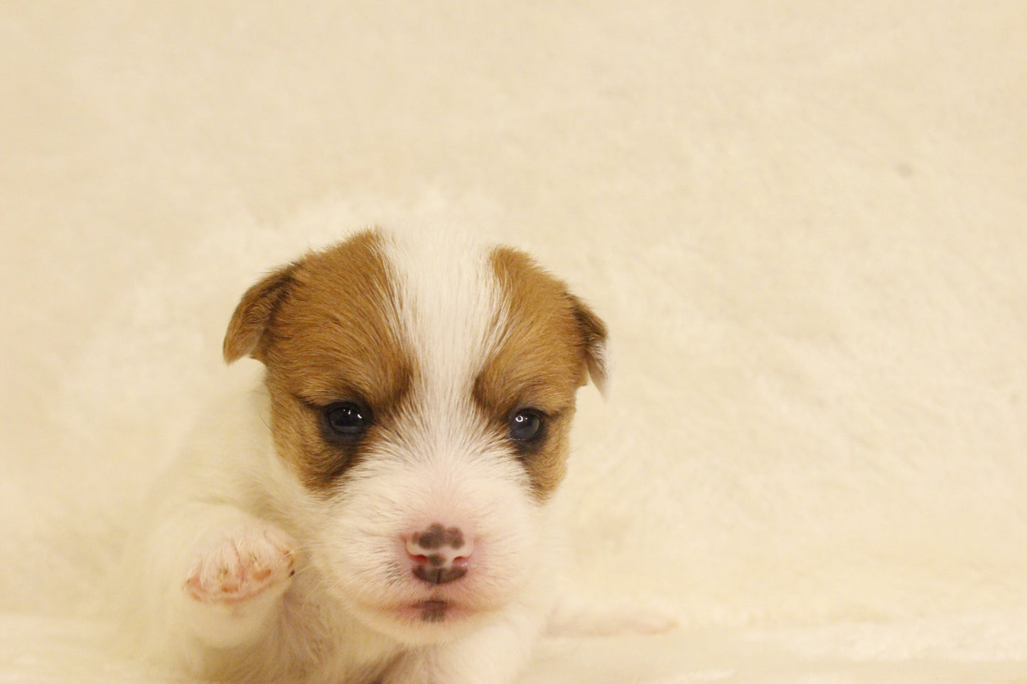 ブランベビー③ 女の子