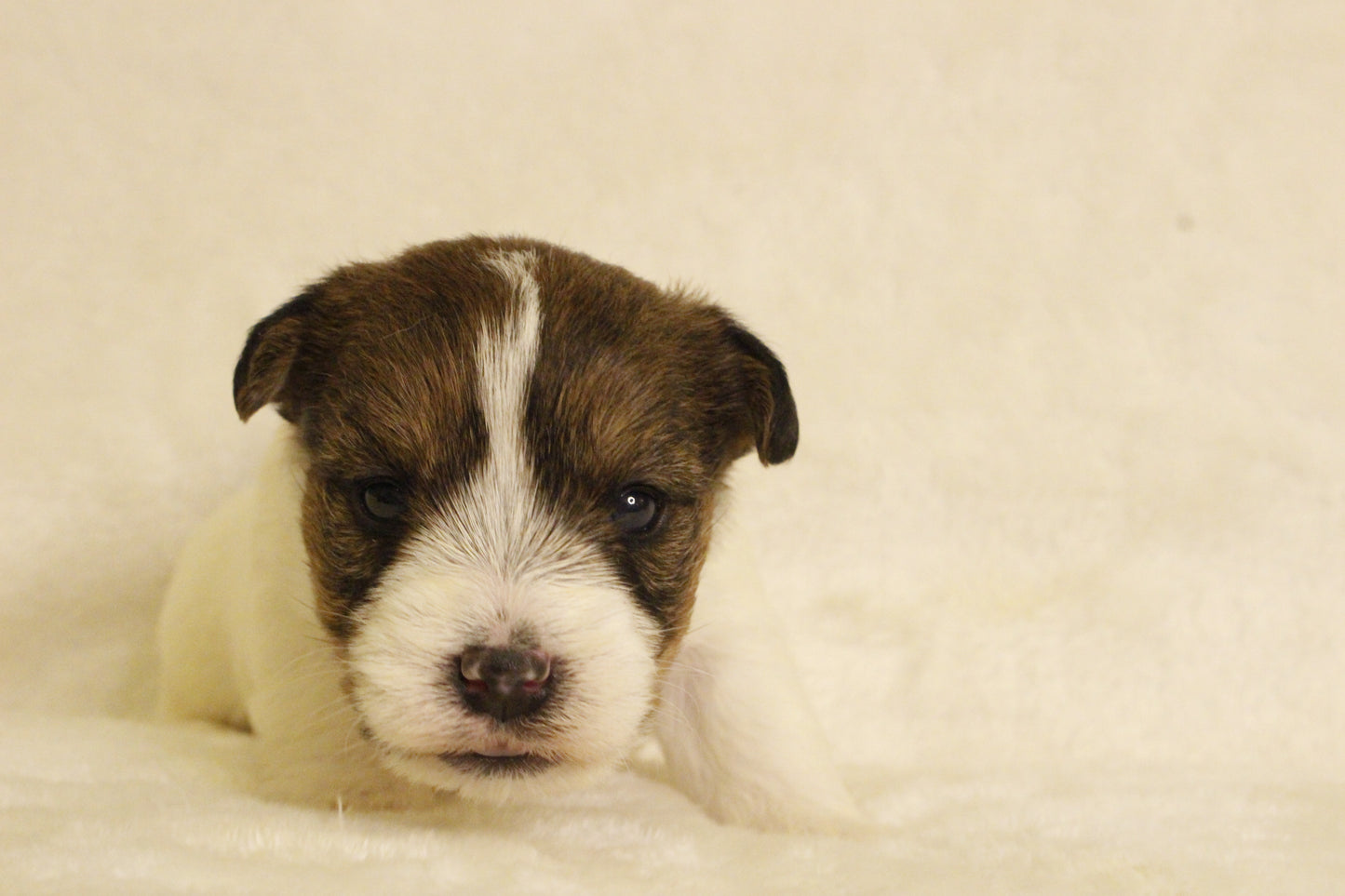 ミルベビー③ 女の子