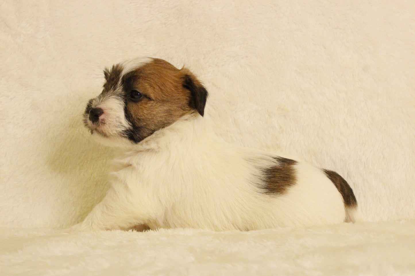 ミルベビー② 男の子