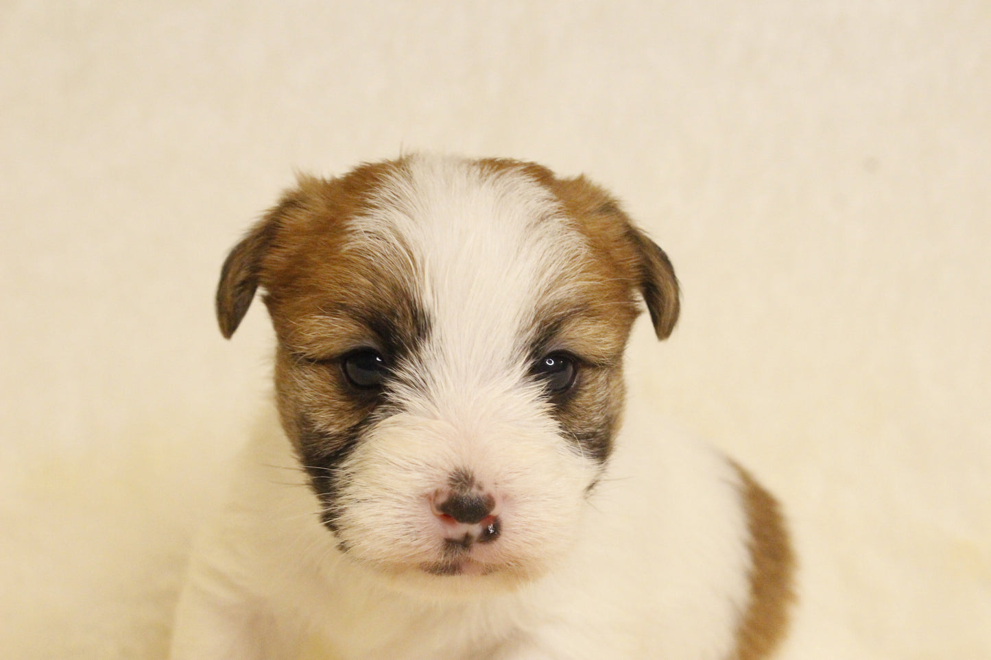 キキベビー① 男の子