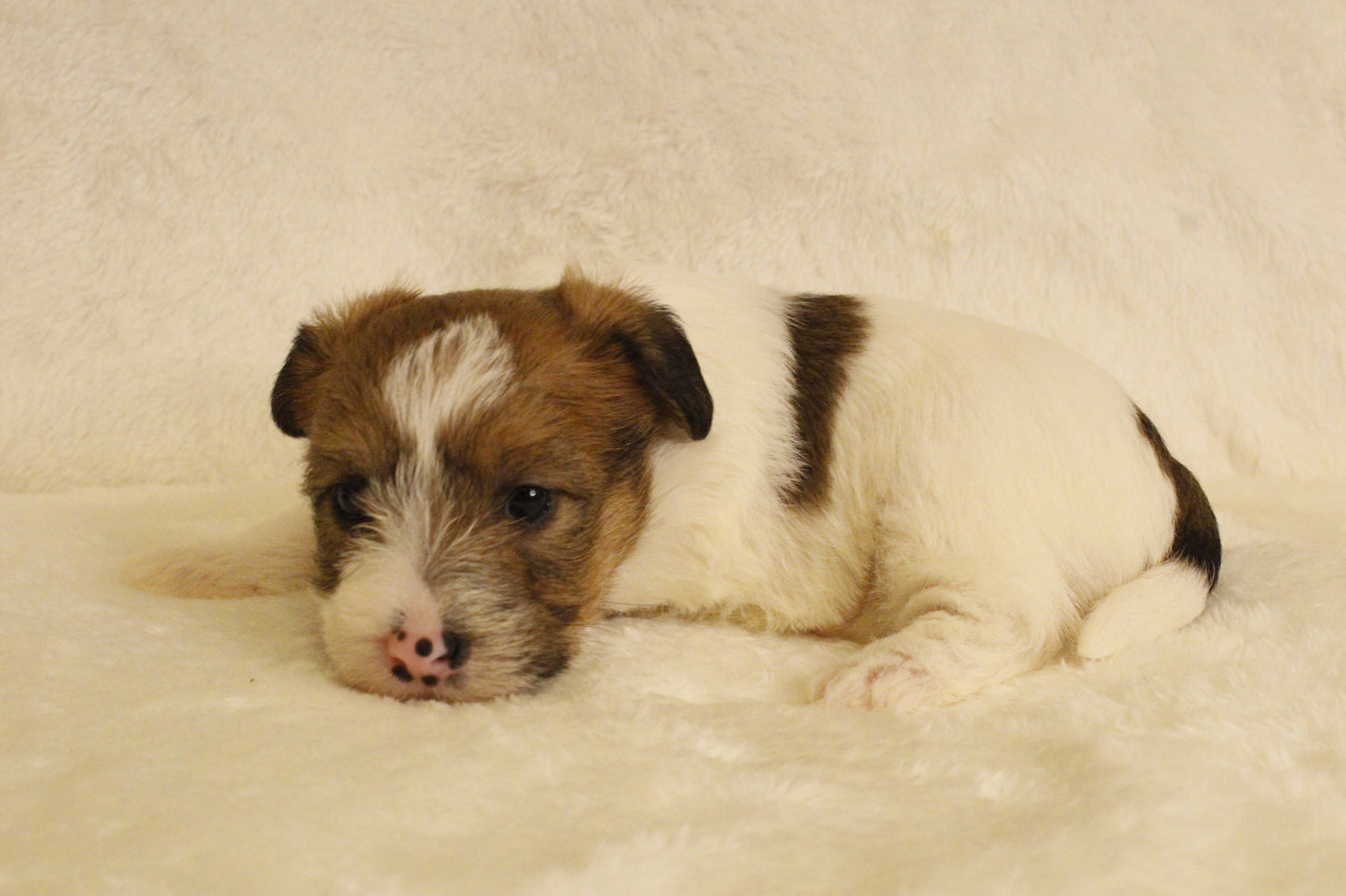 ミルベビー⑤ 女の子