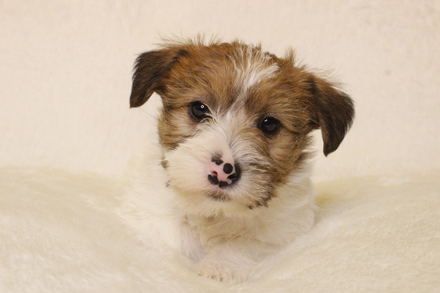 ミルベビー⑤ 女の子