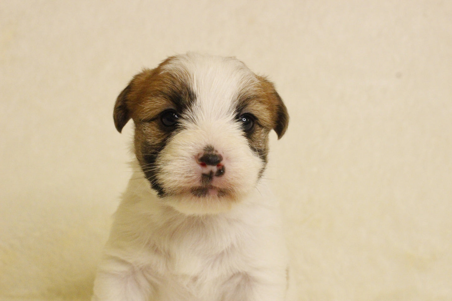 キキベビー① 男の子