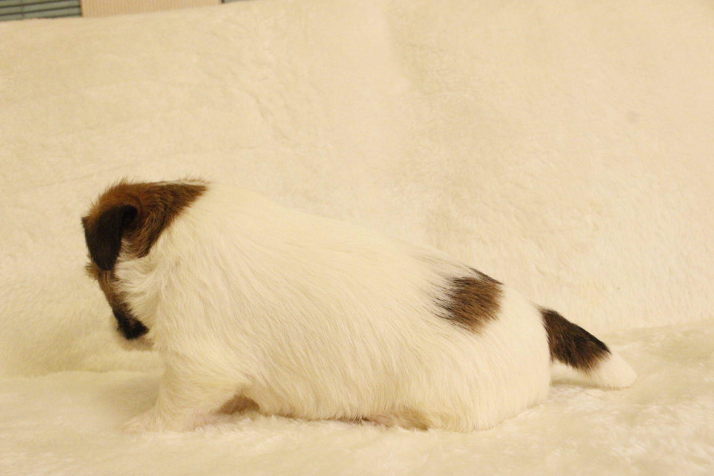 ミルベビー② 男の子