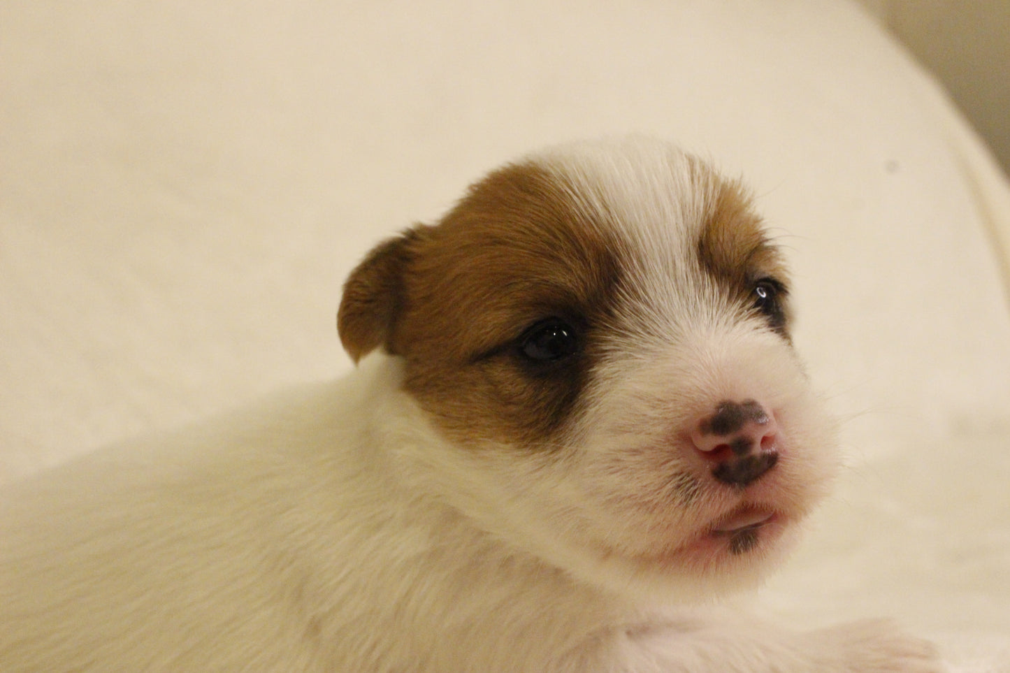 ブランベビー③ 女の子