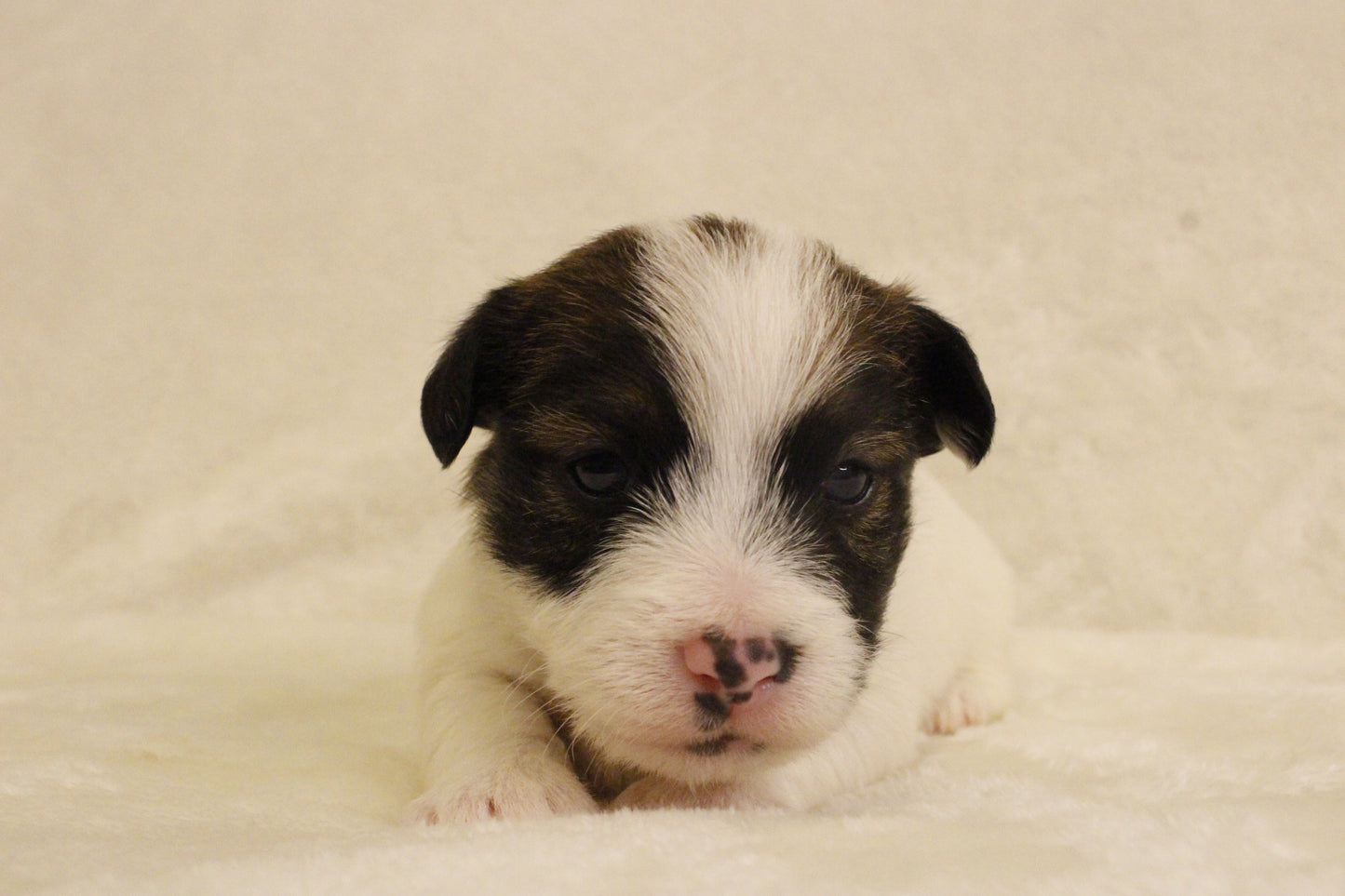 ブランベビー⑤ 女の子