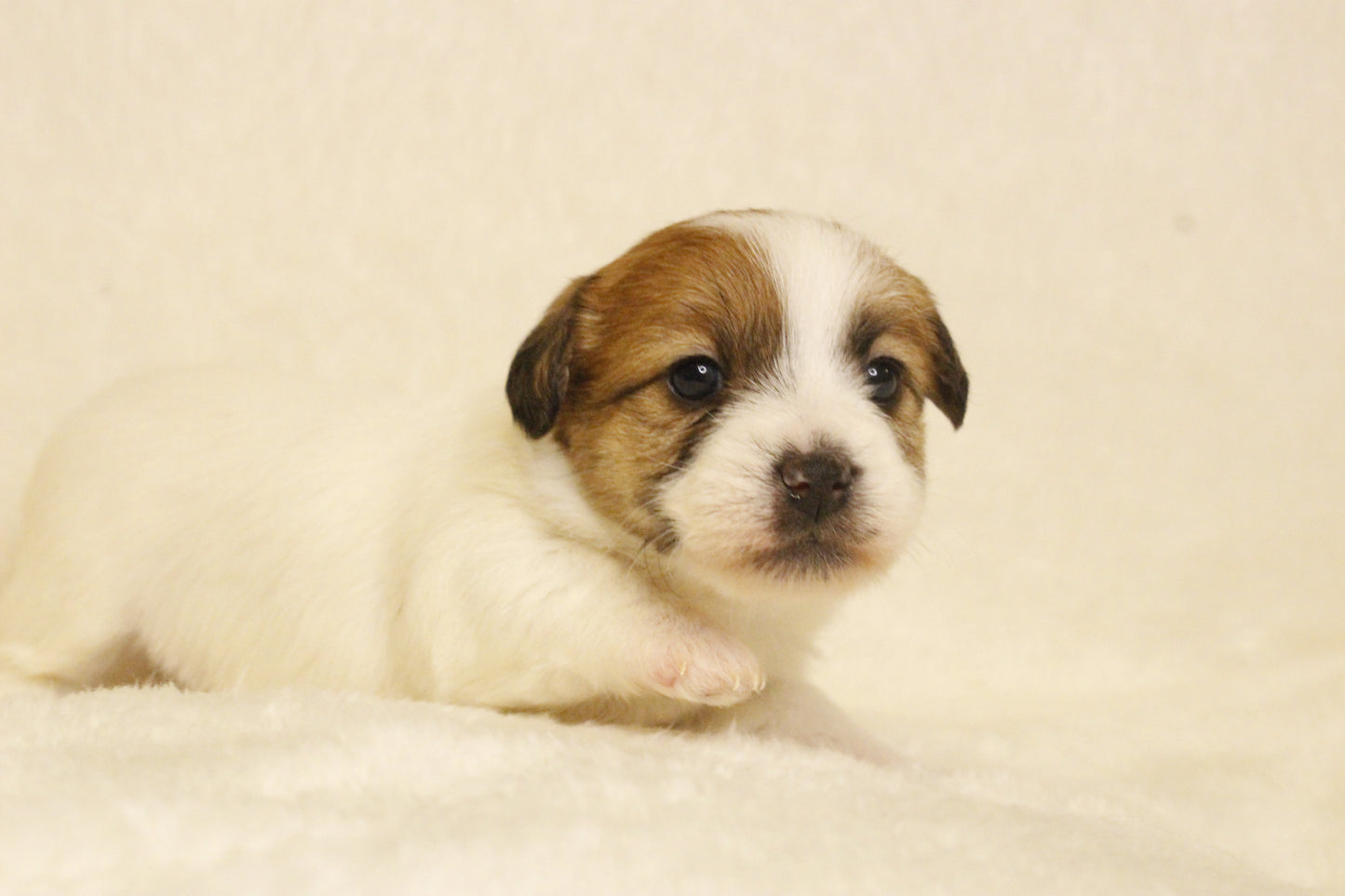 キキベビー④ 女の子