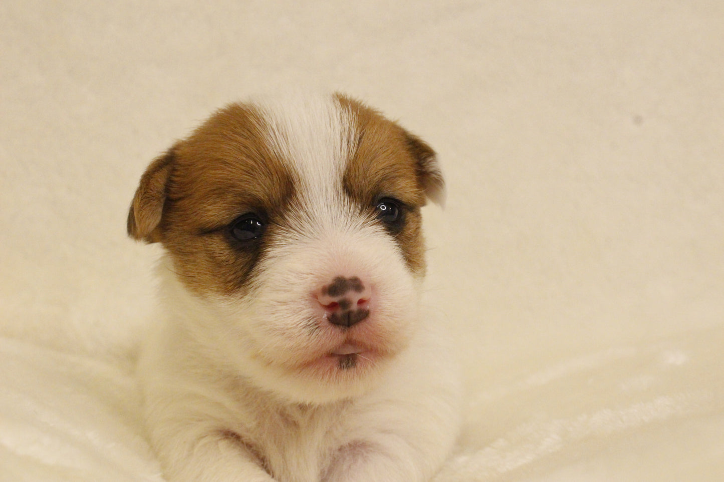 ブランベビー③ 女の子