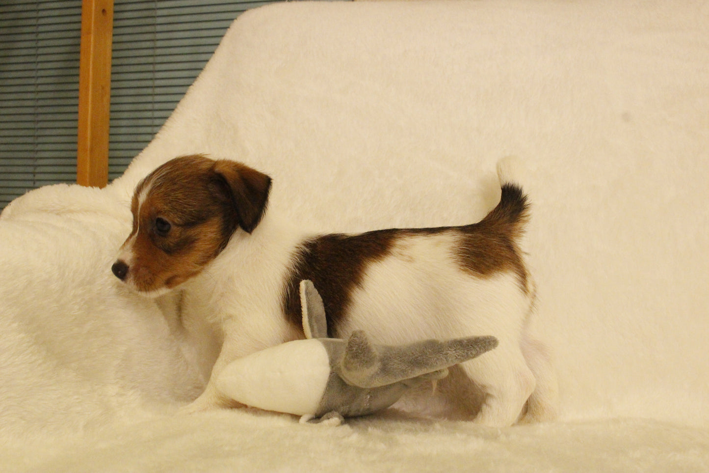 ブランベビー④ 男の子