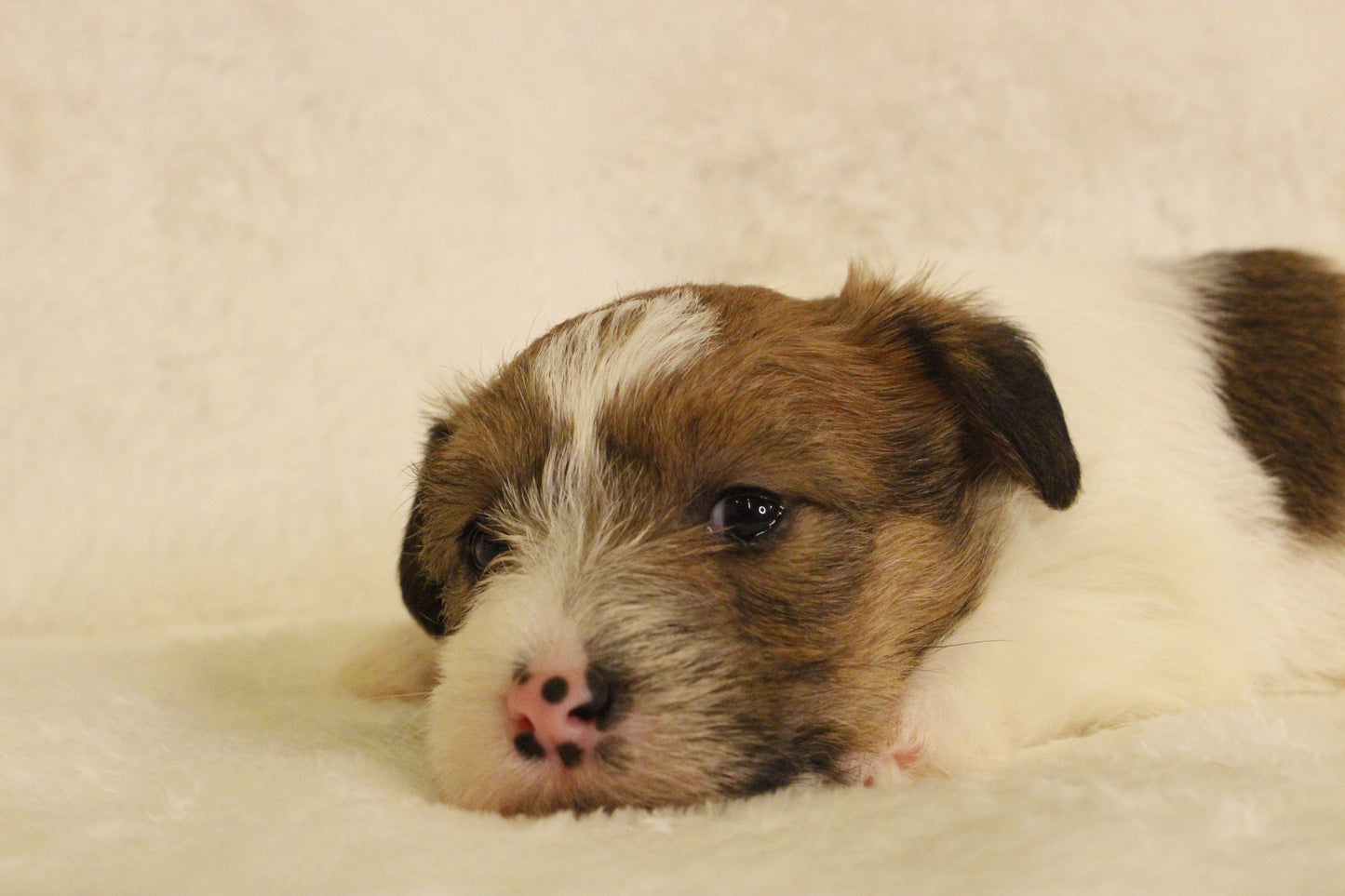 ミルベビー⑤ 女の子