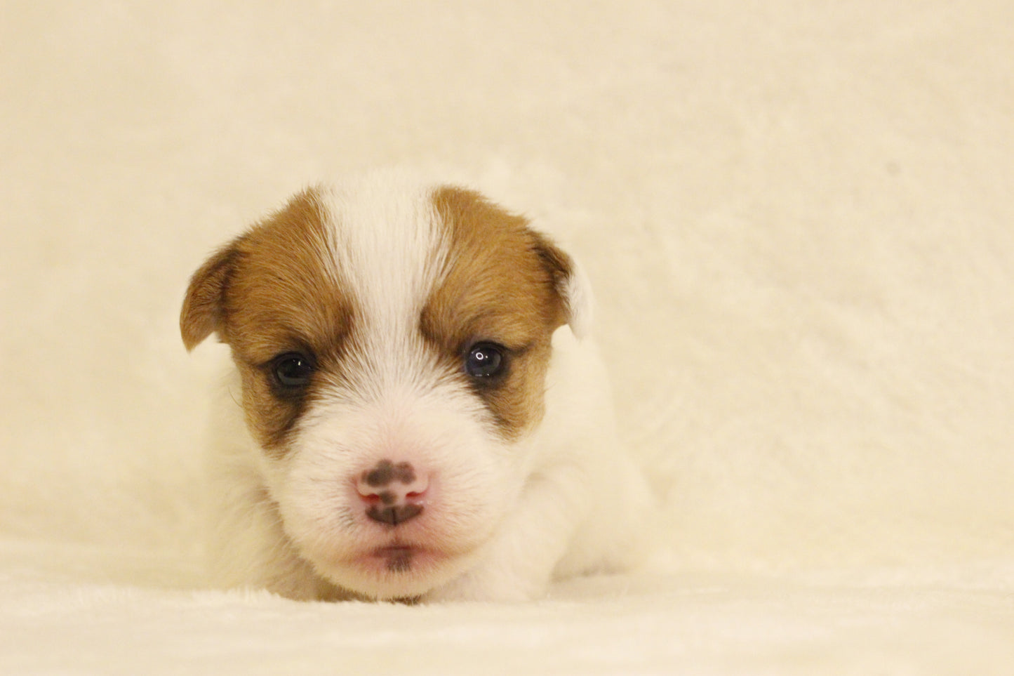 ブランベビー③ 女の子