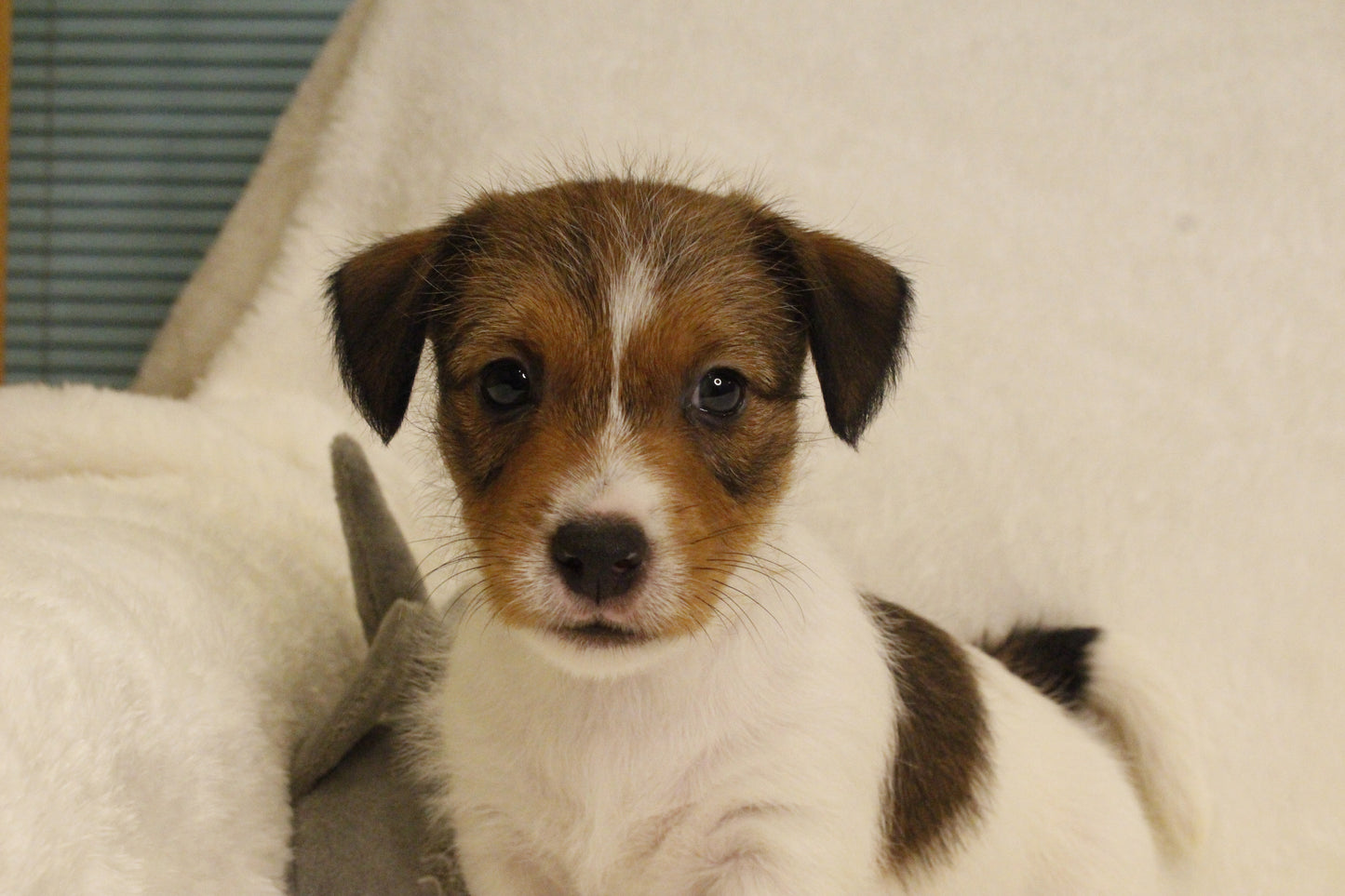 ブランベビー④ 男の子