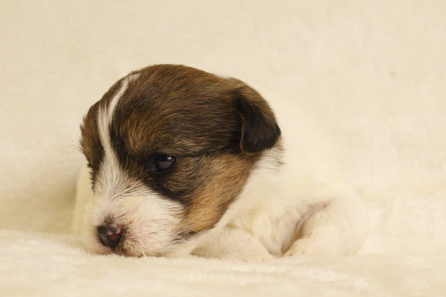 ミルベビー③ 女の子