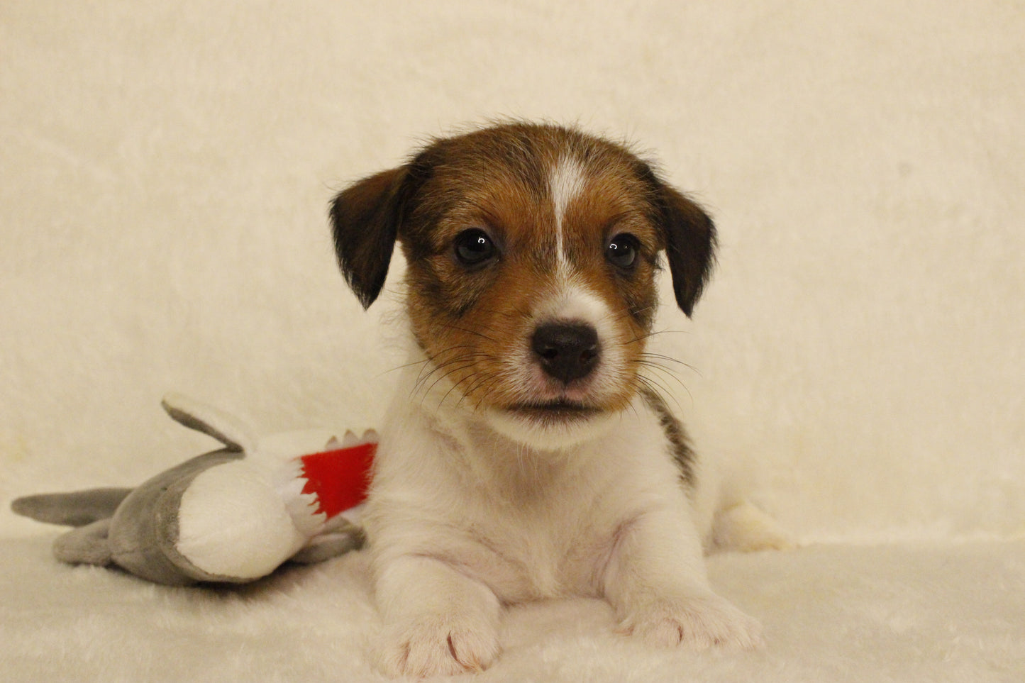 ブランベビー④ 男の子