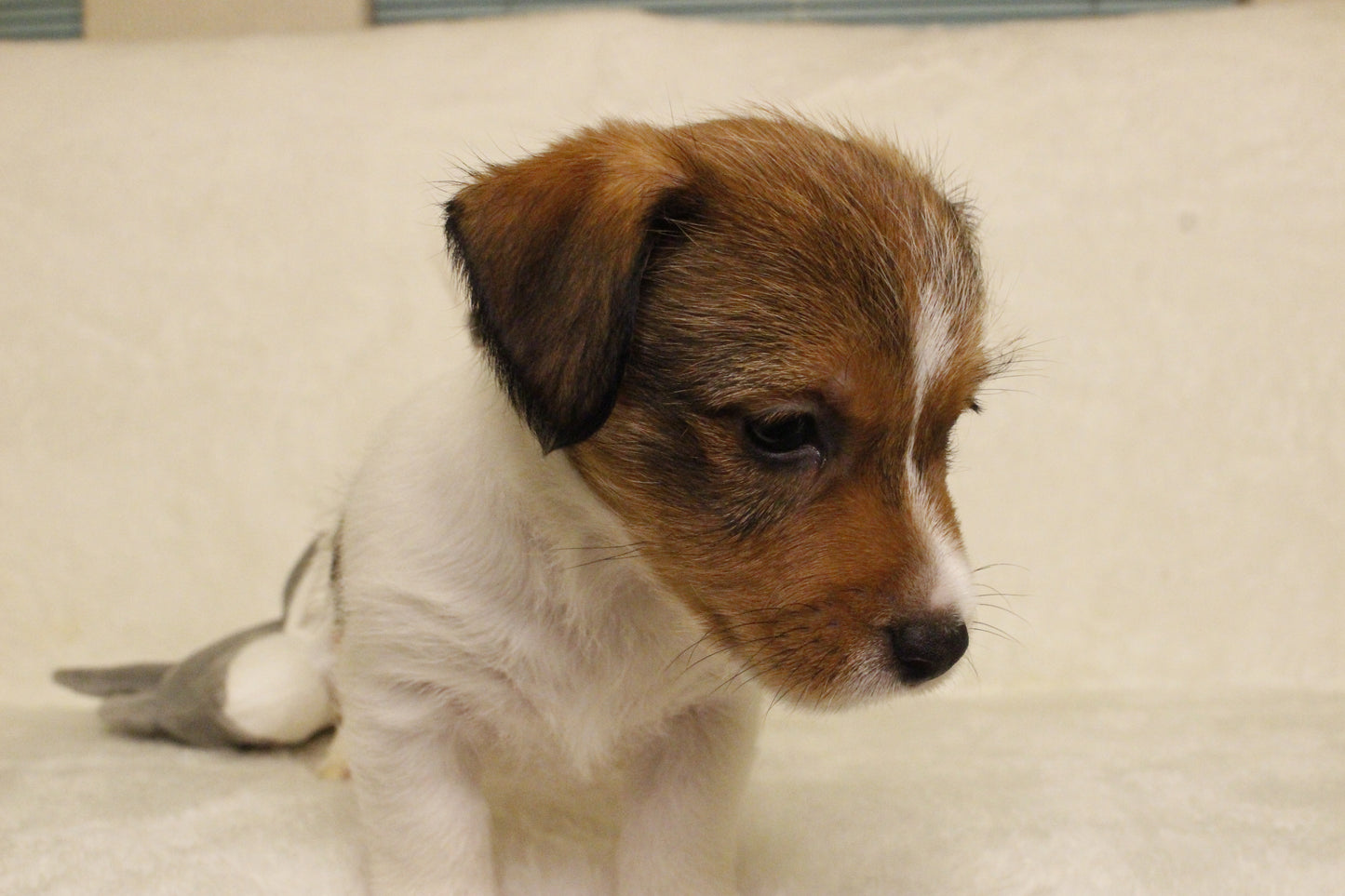 ブランベビー④ 男の子