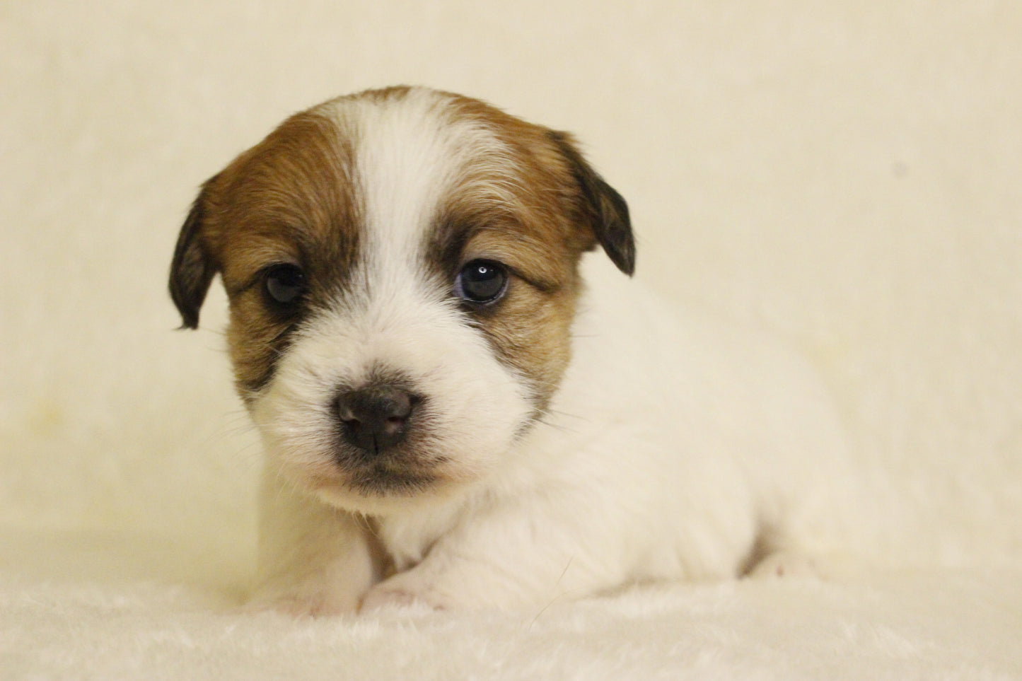 キキベビー④ 女の子