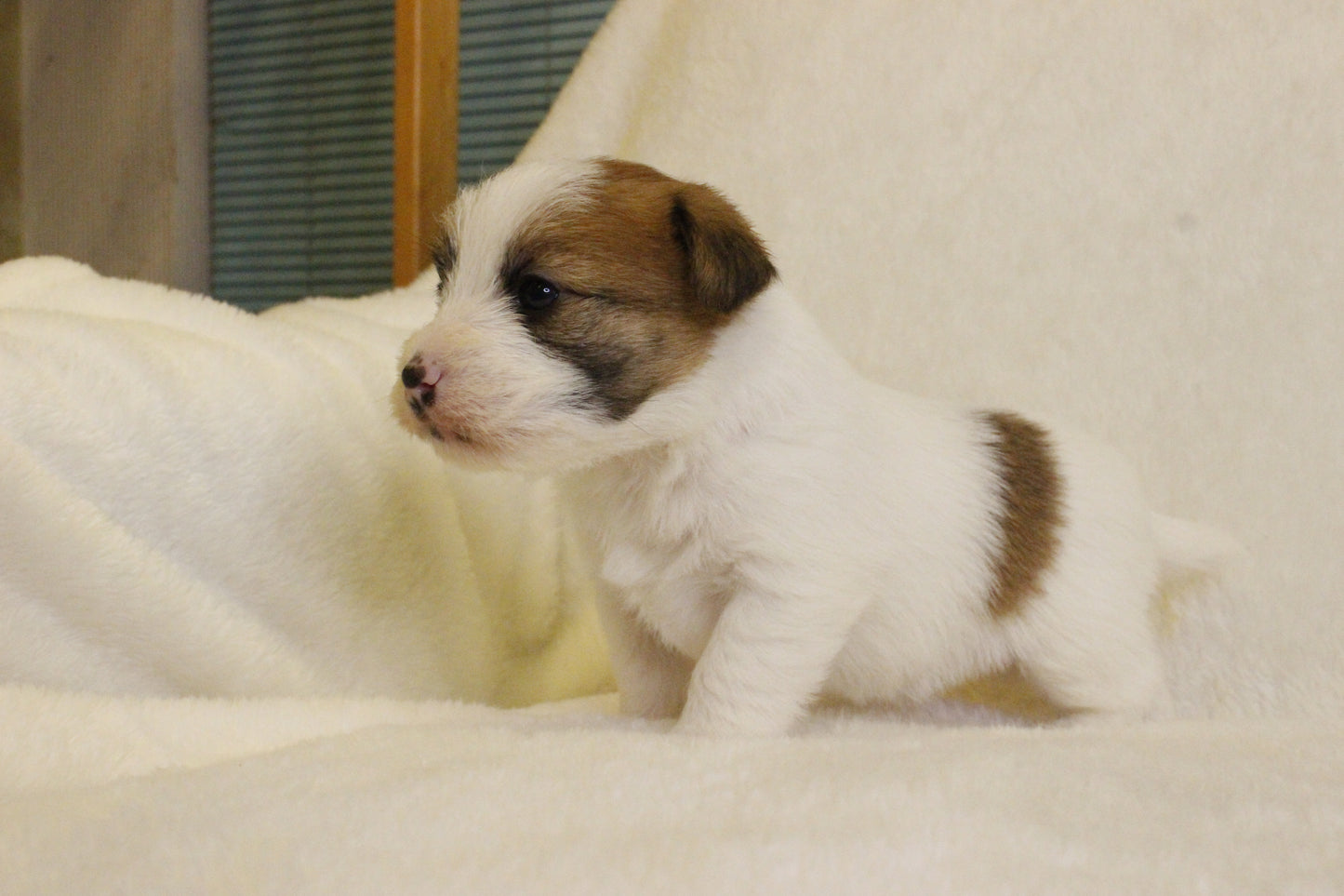 キキベビー① 男の子