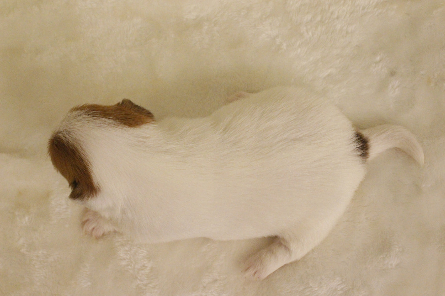 ブランベビー③ 女の子