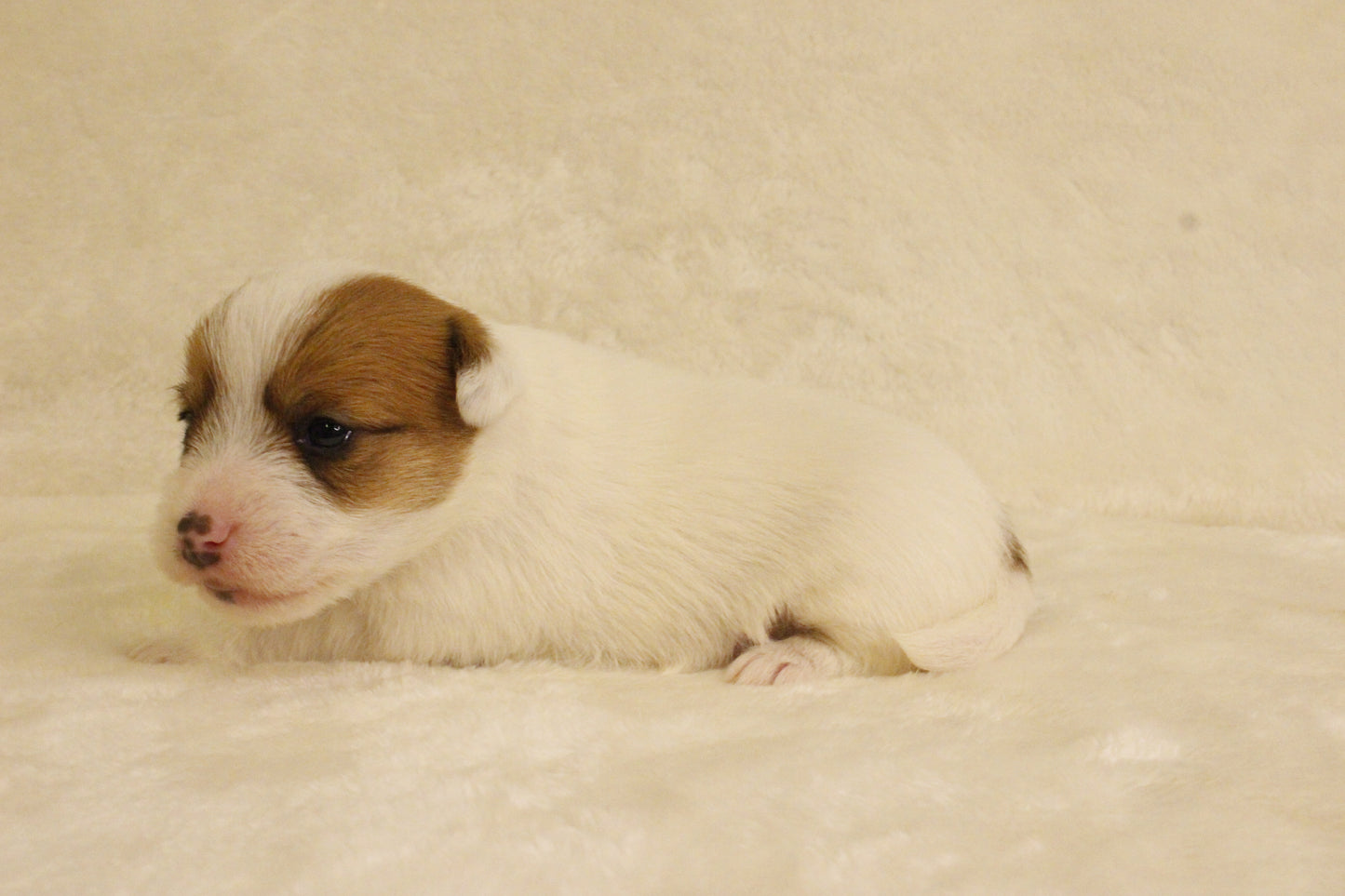 ブランベビー③ 女の子