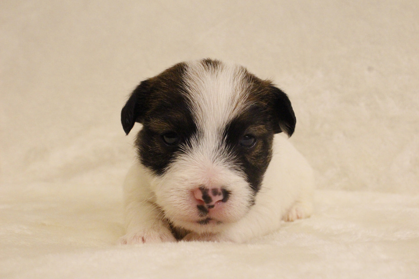 ブランベビー⑤ 女の子