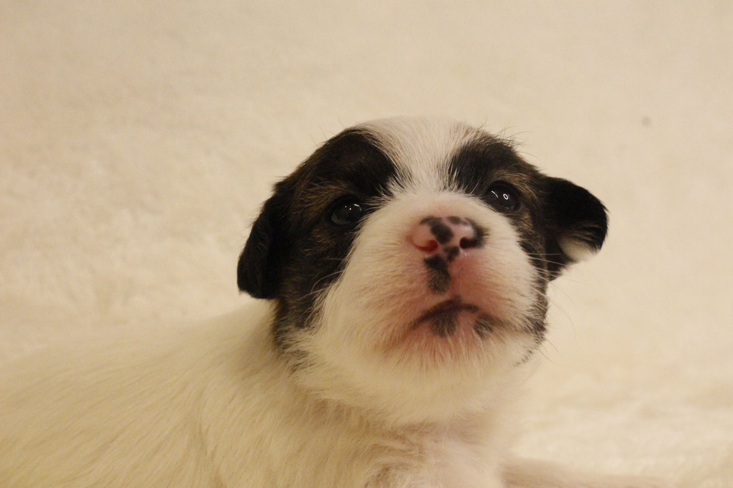 ブランベビー⑤ 女の子