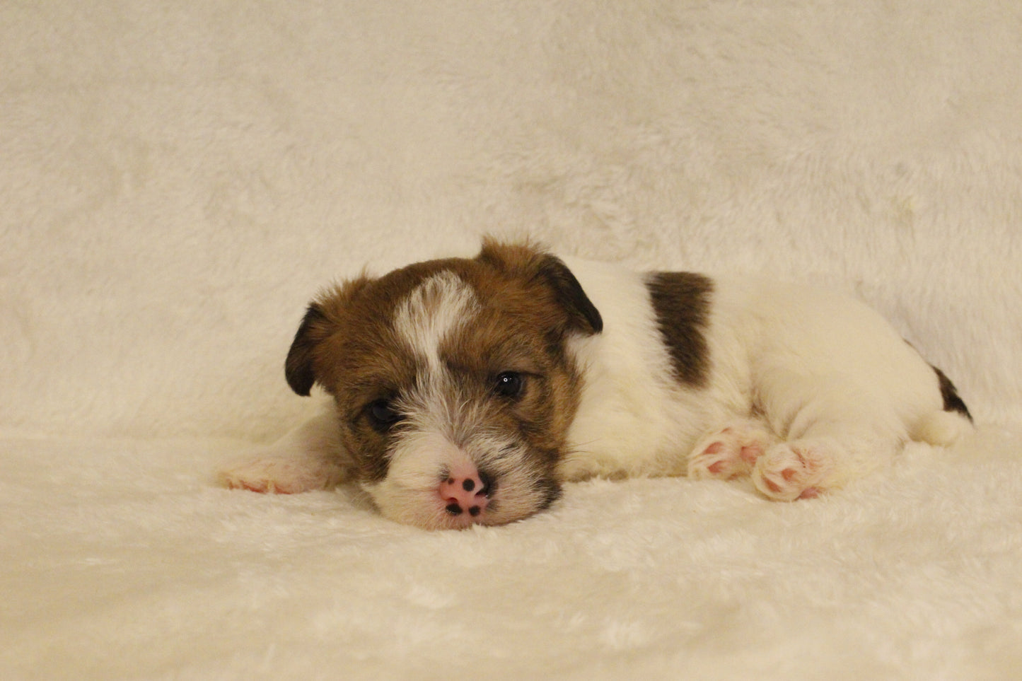 ミルベビー⑤ 女の子