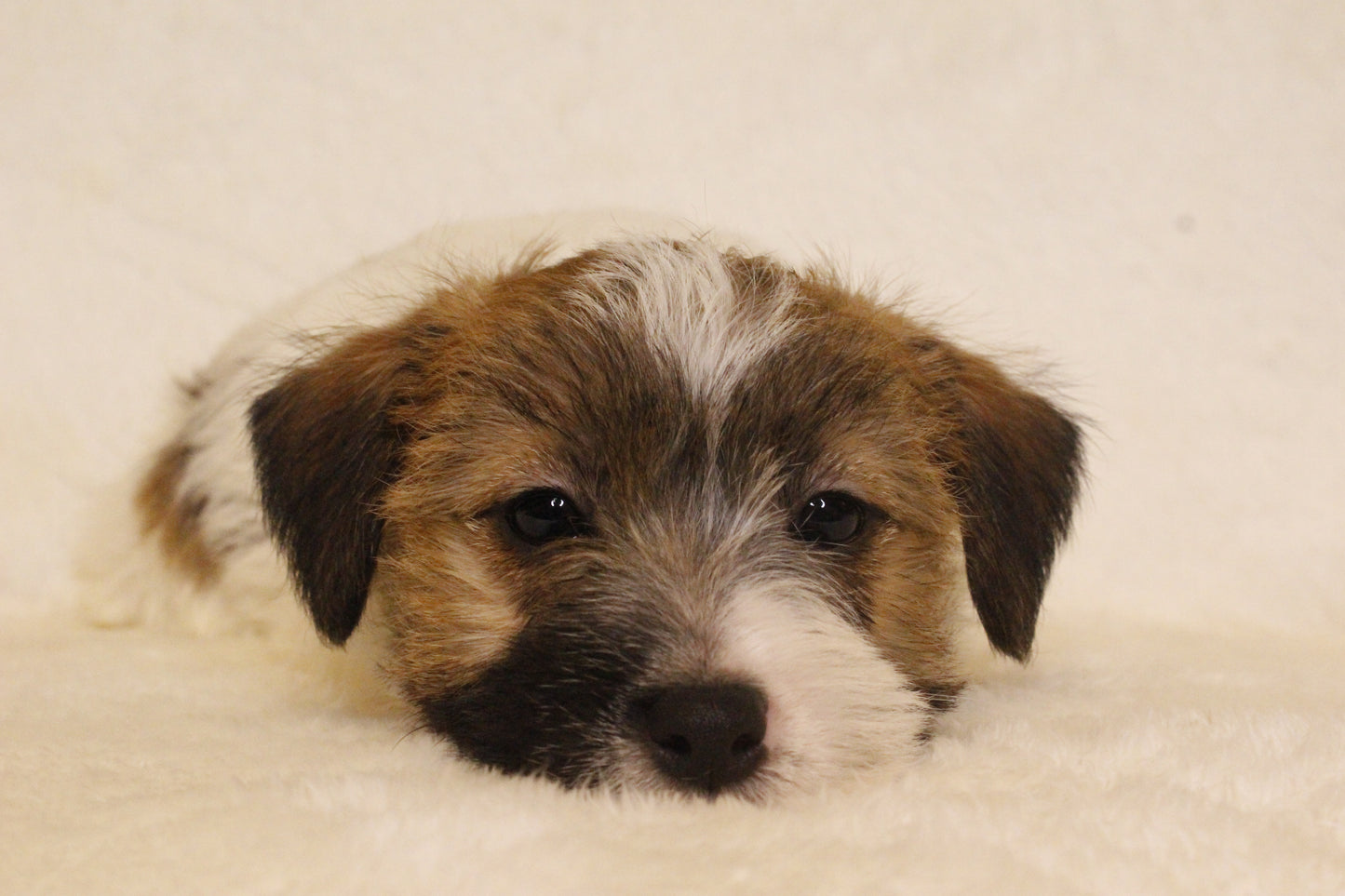 ミルベビー② 男の子