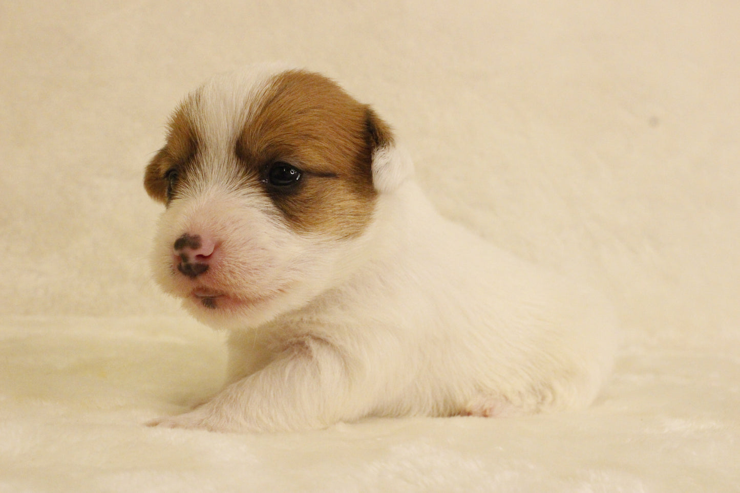 ブランベビー③ 女の子