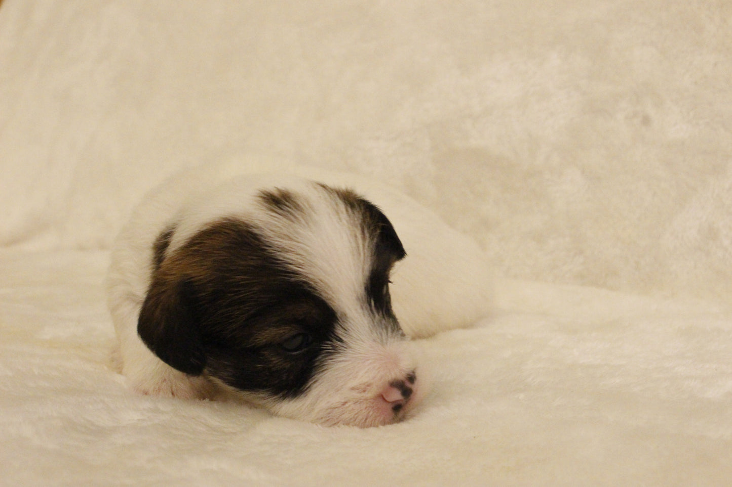 ブランベビー⑤ 女の子