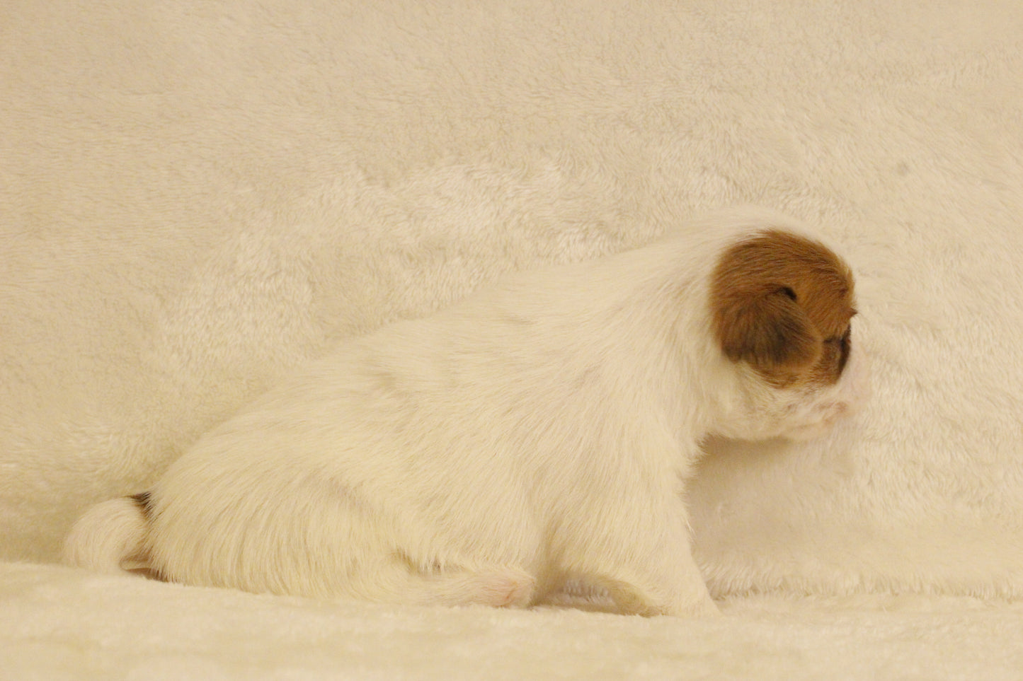 ブランベビー③ 女の子