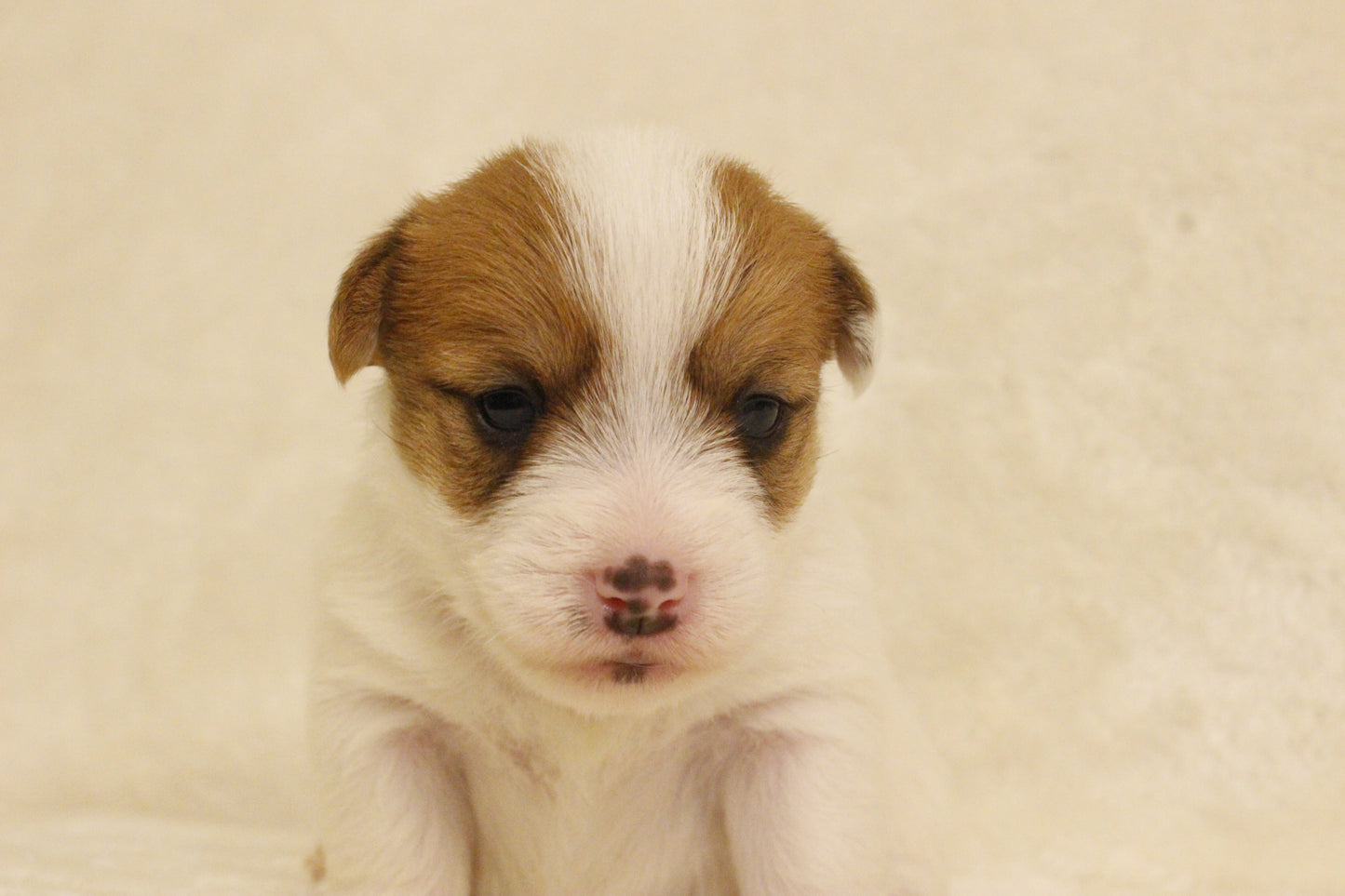 ブランベビー③ 女の子