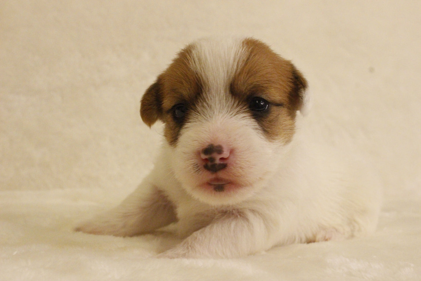 ブランベビー③ 女の子