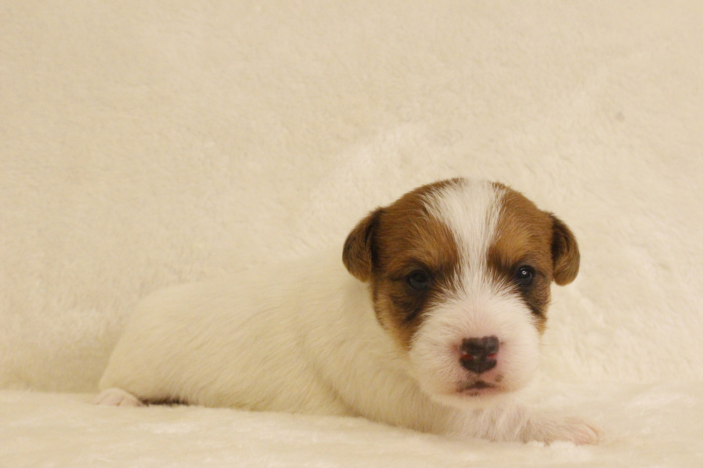 ブランベビー① 男の子