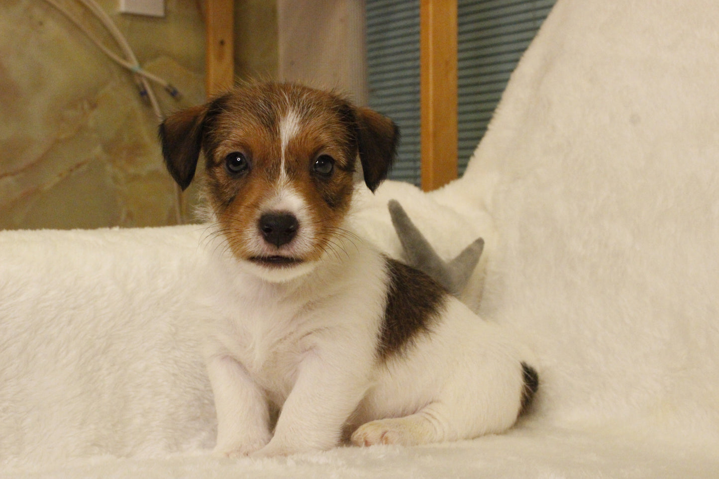 ブランベビー④ 男の子