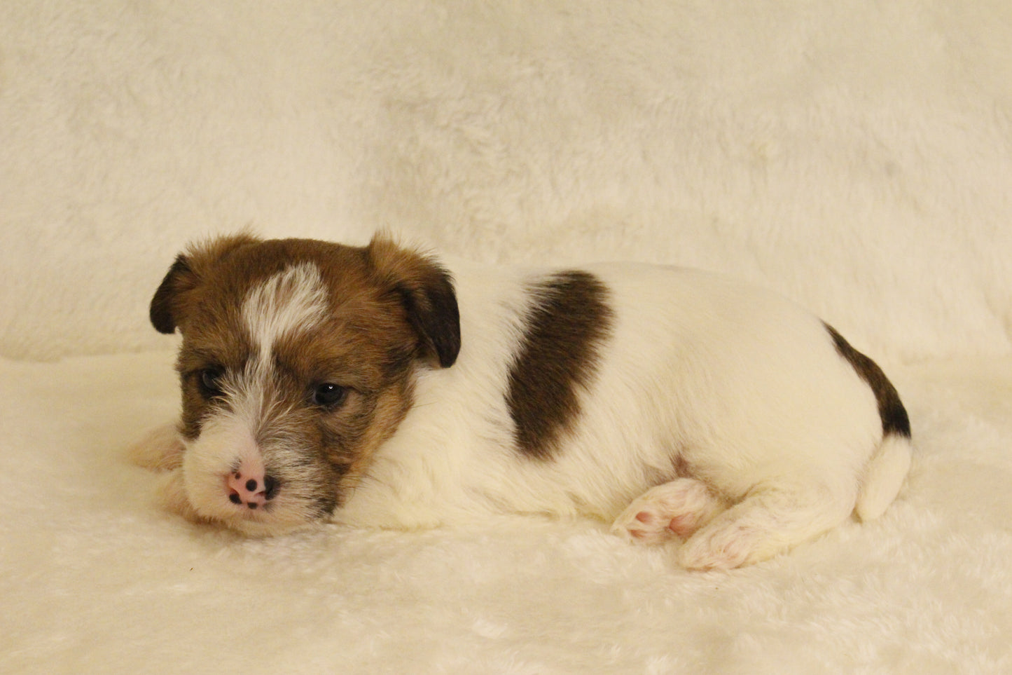 ミルベビー⑤ 女の子