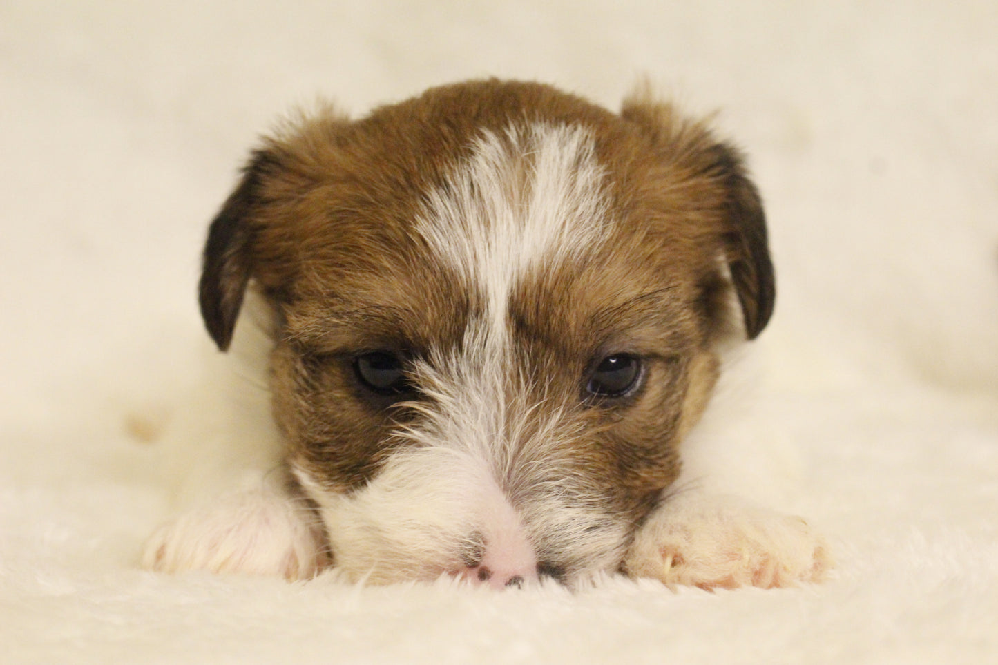 ミルベビー⑤ 女の子