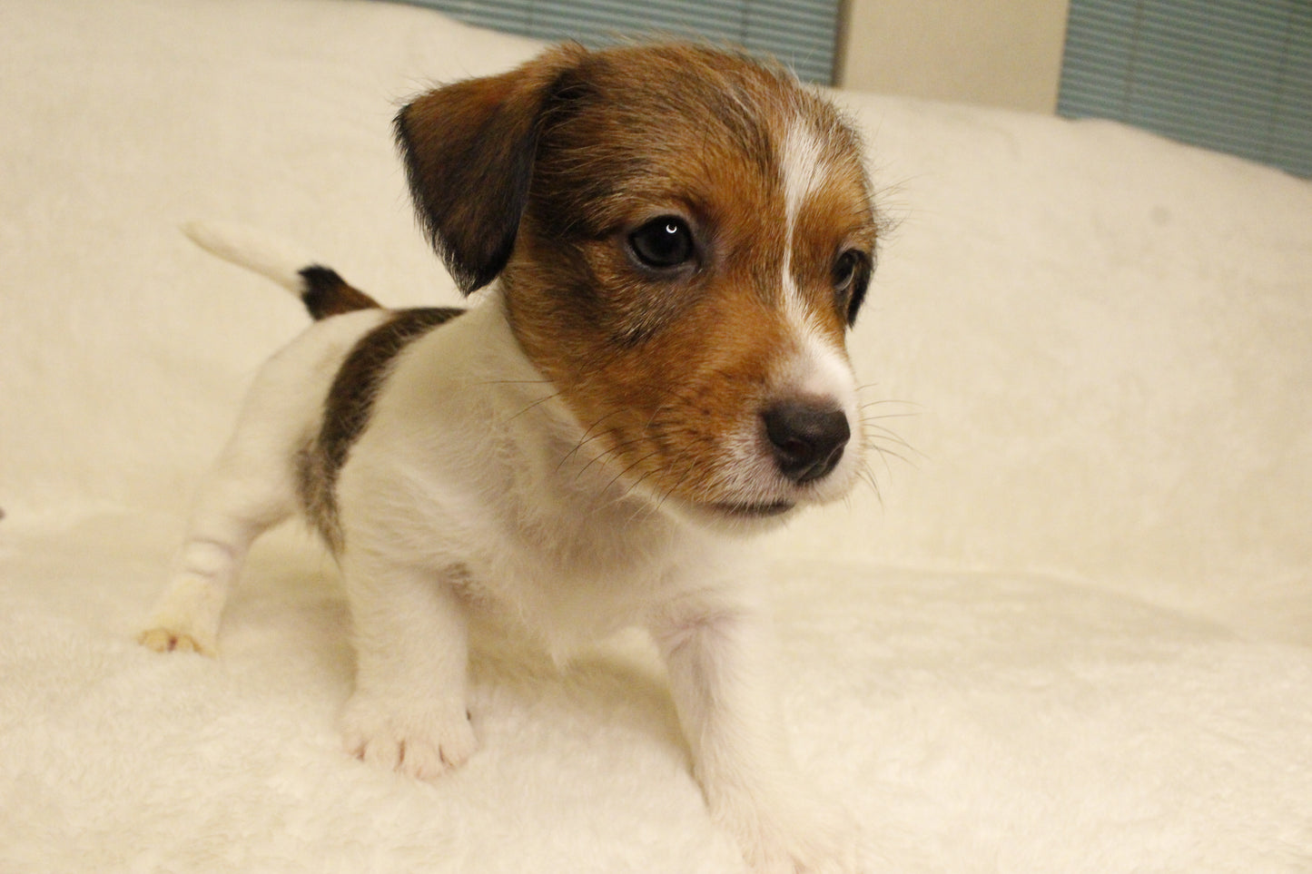 ブランベビー④ 男の子