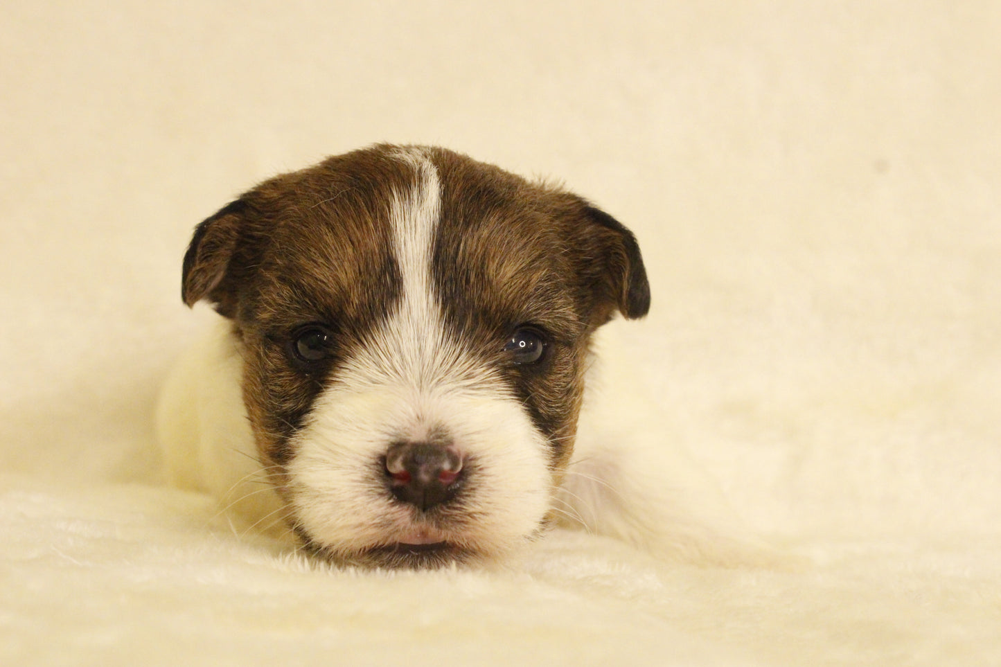 ミルベビー③ 女の子