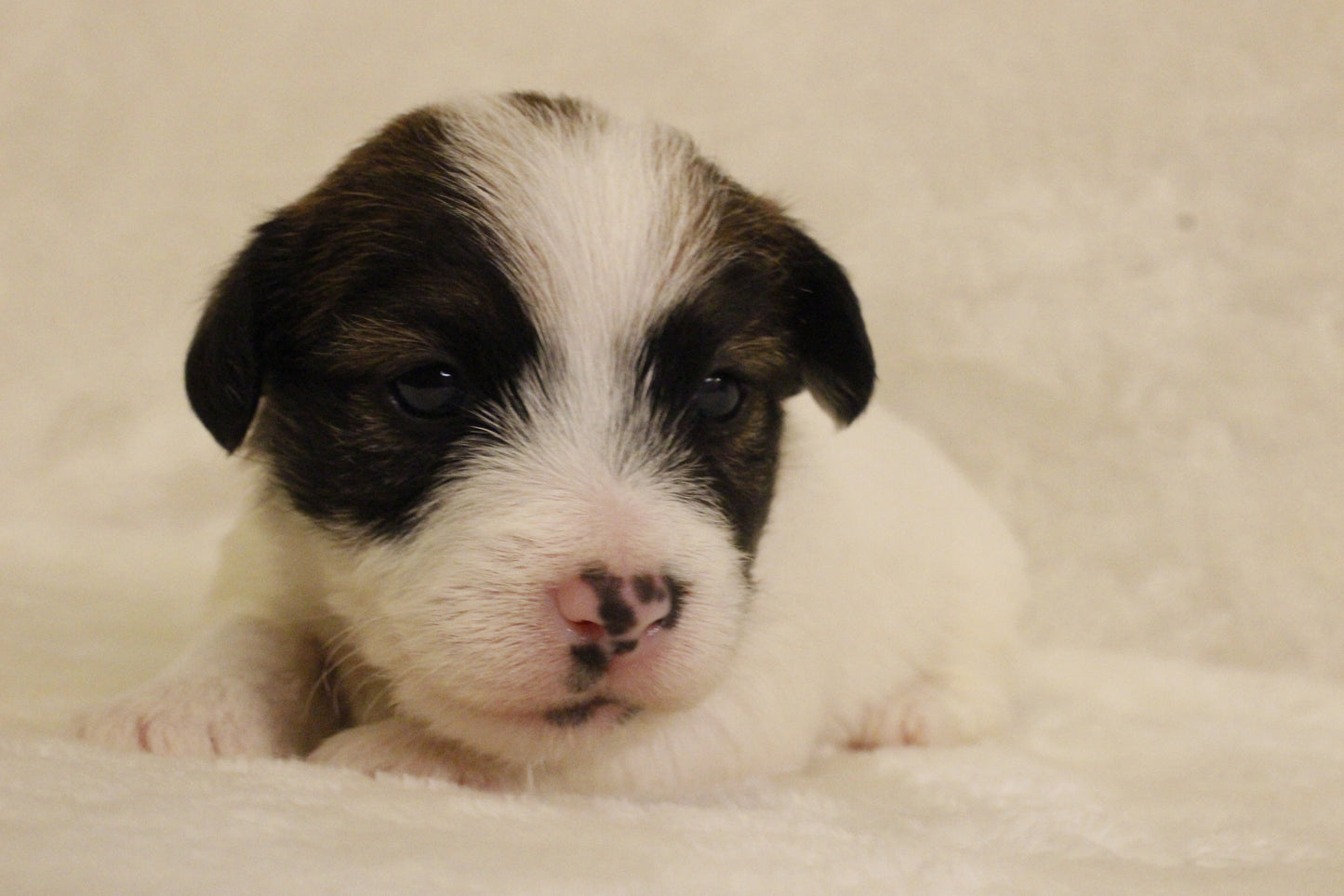 ブランベビー⑤ 女の子