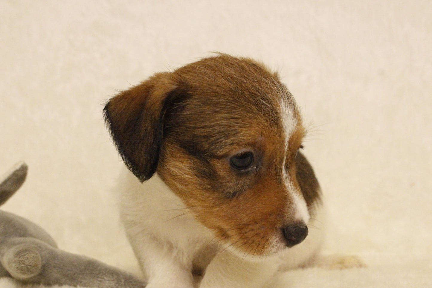 ブランベビー④ 男の子